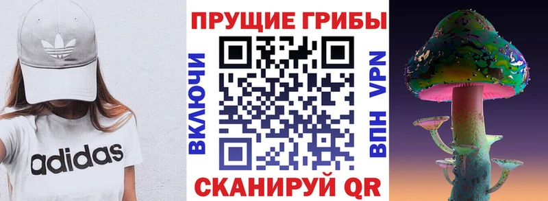 mega зеркало  продажа наркотиков  Павловск  Галлюциногенные грибы Psilocybe 